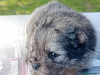 Pomerania perros Pomerania - Anuncio 2