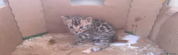 Bengalí gatos en venta: Camada preciosa BENGALÍ - Anuncio 4