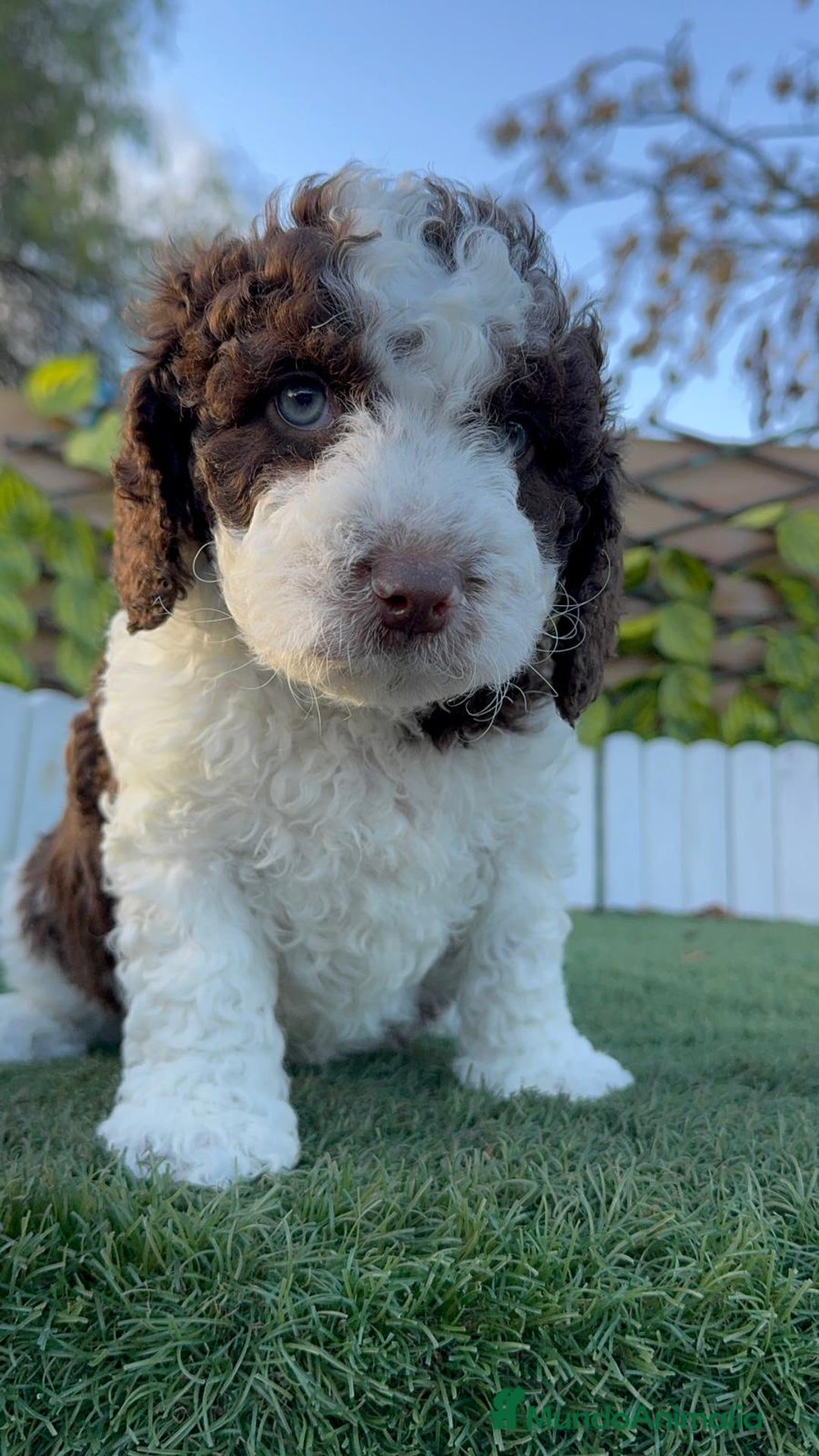 Perro de Agua Español perros en venta: PERRO DE AGUA ESPAÑOL - Anuncio 13