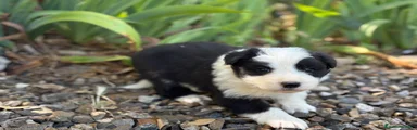 Border Collie negra