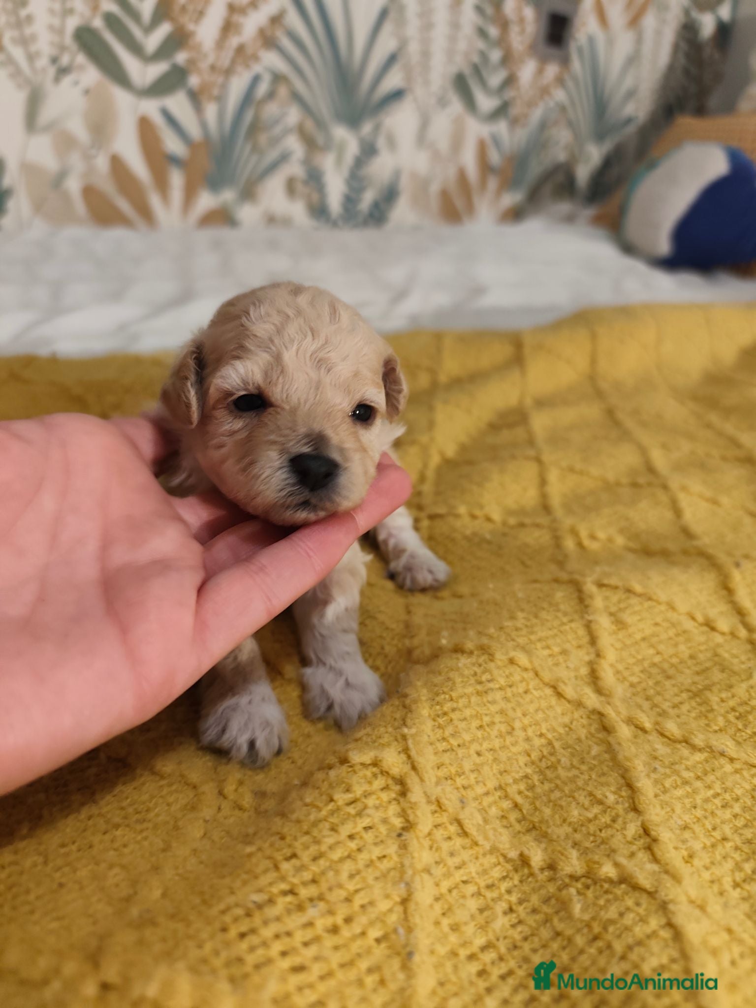 Caniche Toy perros Caniches PraoToro  - Anuncio 1