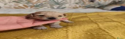 Caniche Toy perros en venta: Caniches PraoToro  en Zaragoza - Anuncio 1