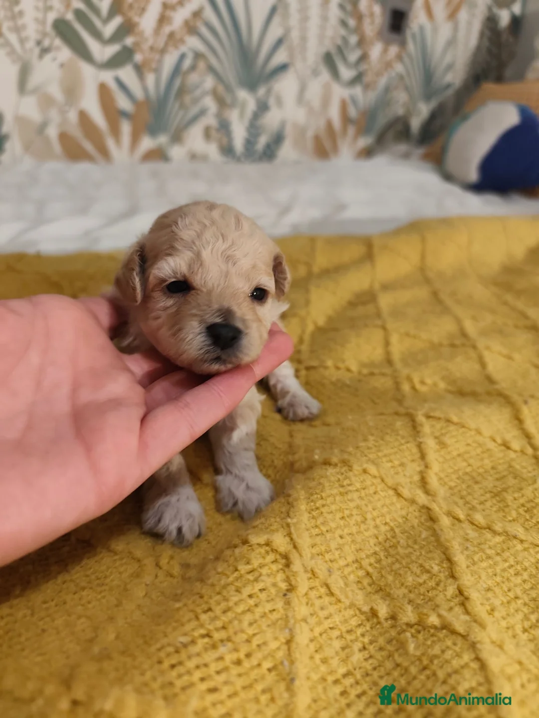 Caniche Toy perros en venta: Caniches PraoToro  en Zaragoza - Anuncio 1