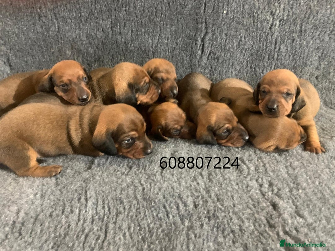Teckel perros en venta: Cachorros Teckel Standard - Imagen 1