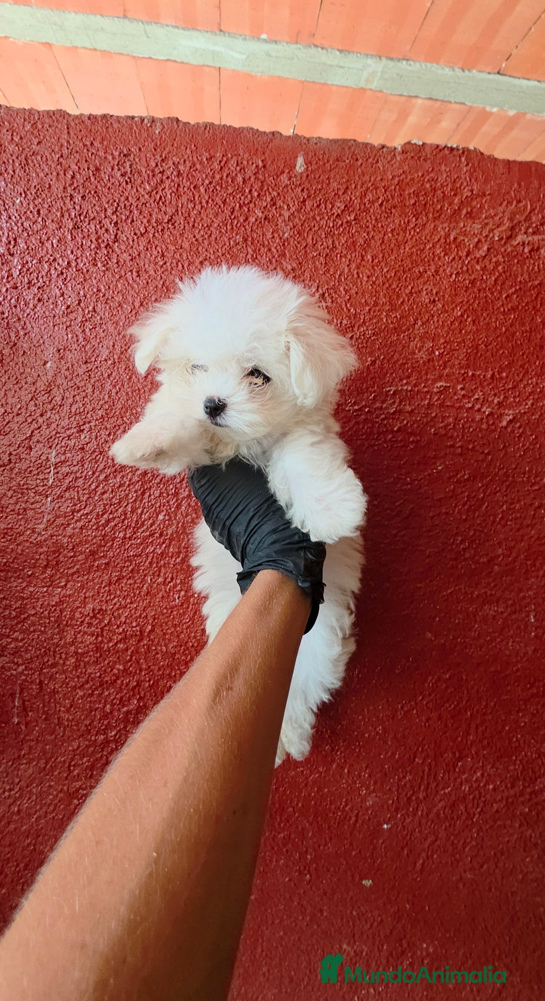 Bichón Maltés perros en venta: Bichon maltes coreanos mini - Imagen 2