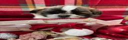 Shih Tzu perros en venta: Shih tzu  - Anuncio 4