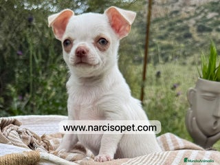 Chihuahua perros en Ciudad Real - Anuncio 34