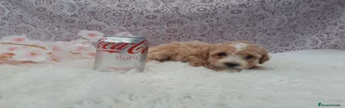 Caniche Toy 2
