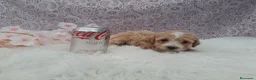 Caniche Toy perros en venta: PRECIOSOS CANICHE  ROJO LINEA TOY  - Anuncio 15