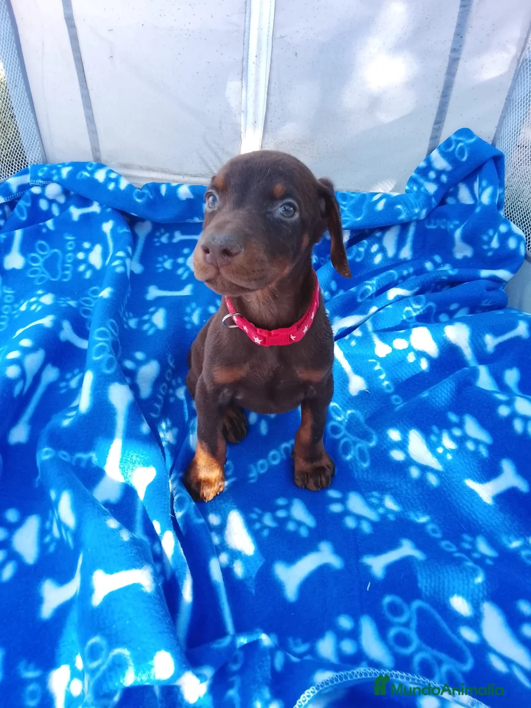 Dobermann perros en venta: Doberman chocolate y negro europeo  en Málaga - Anuncio 10