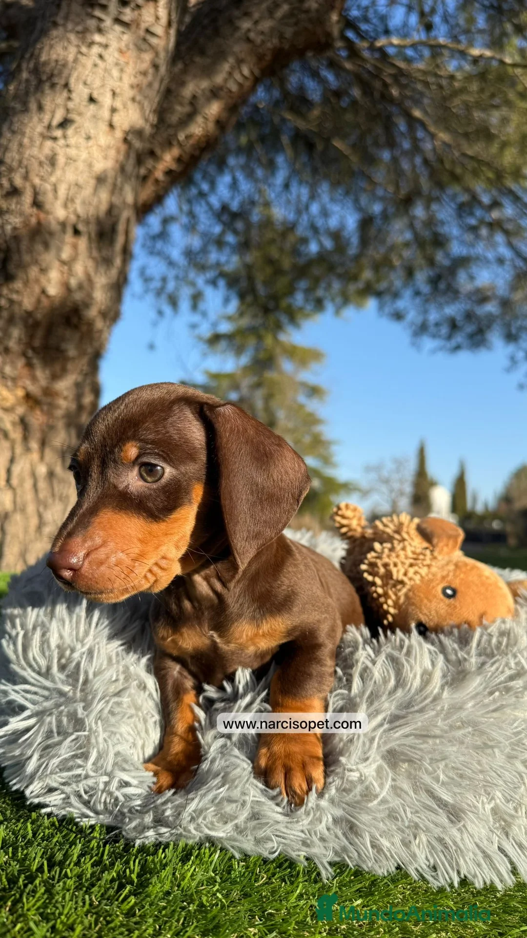 Teckel Miniatura perros en venta: TECKEL CHOCOLATE MACHO - Anuncio 5