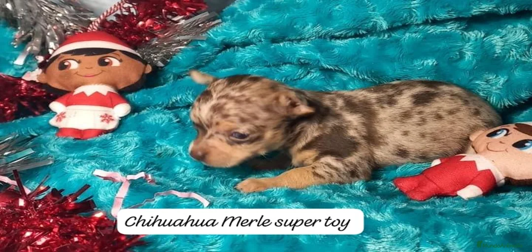 Imagen de galería {{count}}