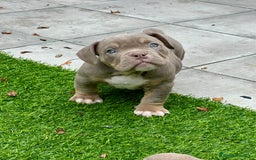 American Bully perros en venta: American bully bebés preciosos - Imagen 18