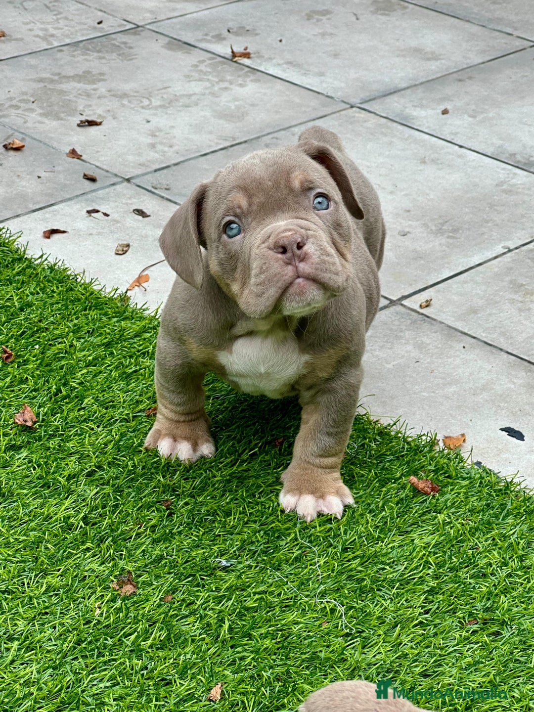 American Bully perros en venta: American bully bebés preciosos - Imagen 18