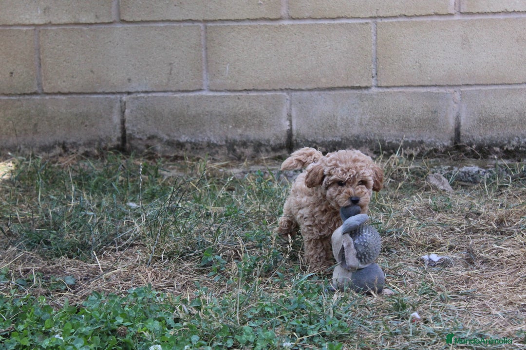 Caniche Enano perros en venta: Caniche enana  - Imagen 7