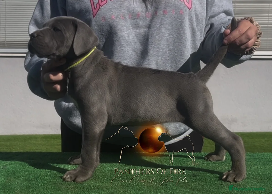 Cane Corso perros en venta: Cane Corso (cachorros) - Anuncio 7