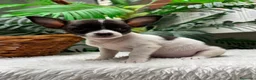 Chihuahua perros en venta: CHIHUAHUA - Anuncio 6