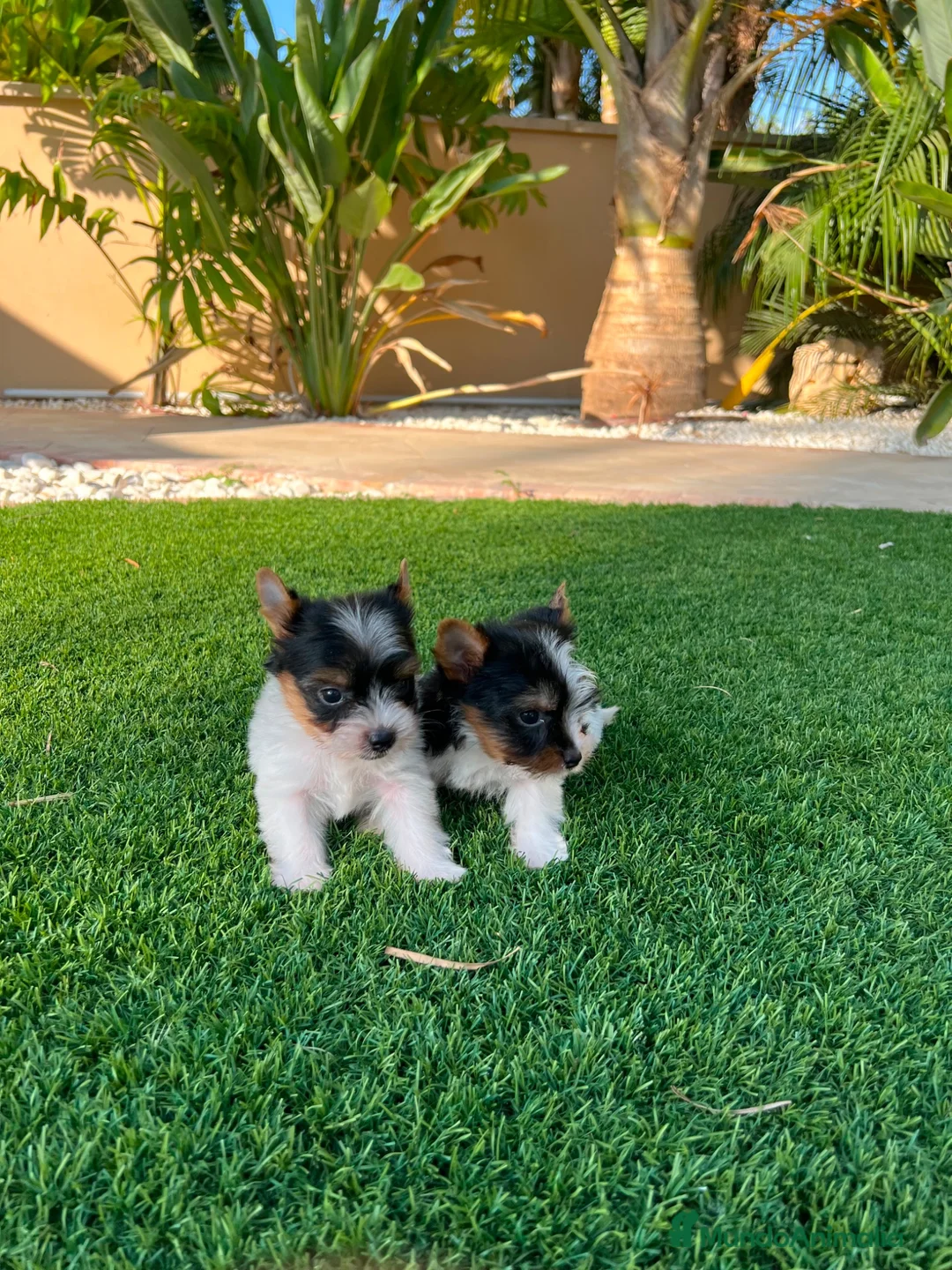 Biewer Yorkshire Terrier a la Pom Pon perros en venta: Beawer Yorkshire disponibles🐶🐾🔥 - Anuncio 2