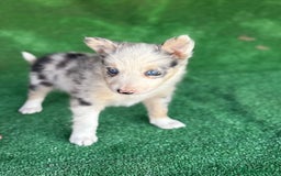 Border Collie perros en venta: Border collie  - Imagen 13