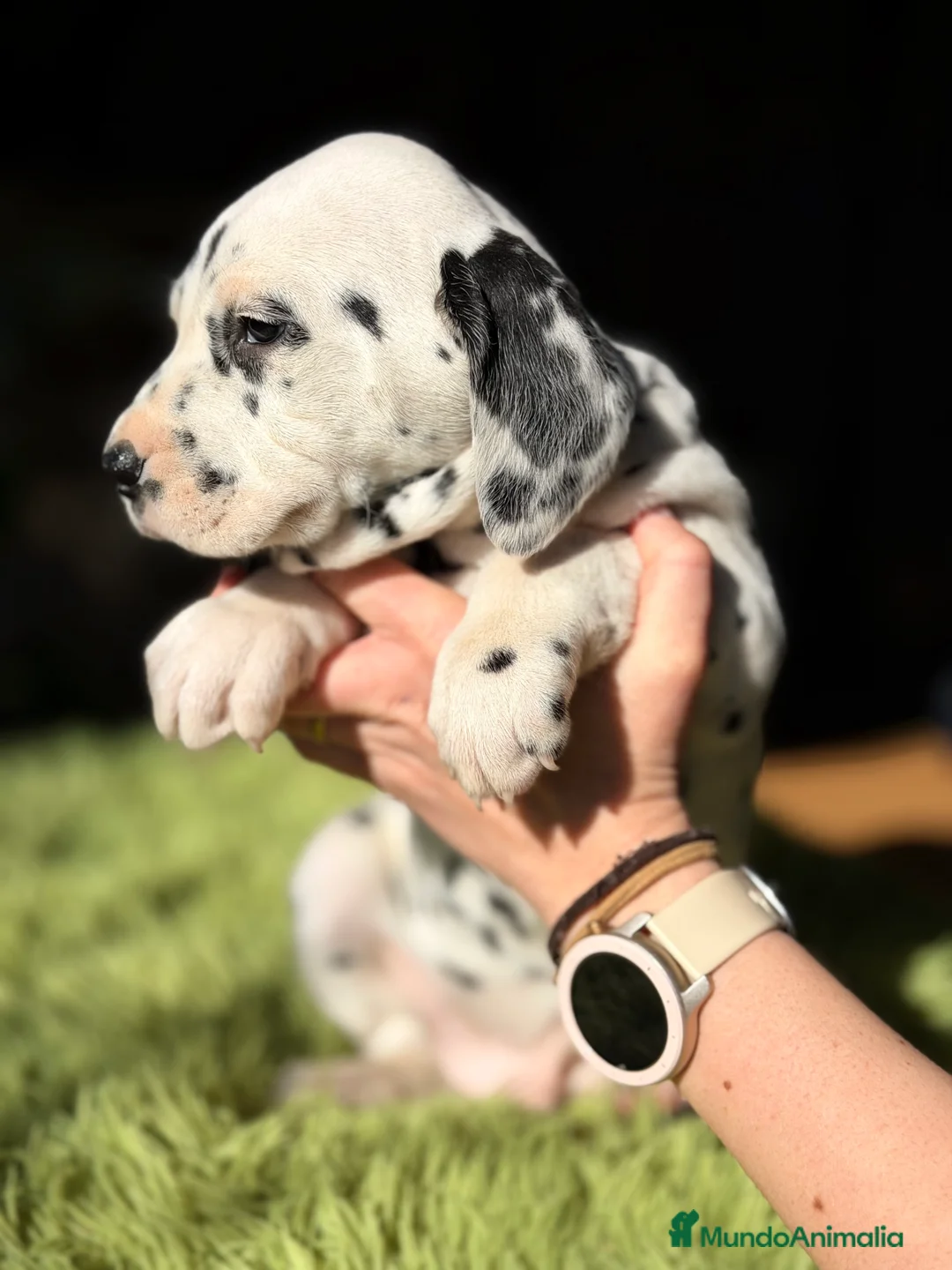 Dálmata perros en venta: Dálmata  - Anuncio 4