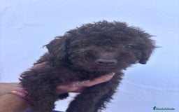 Perro de Agua Español perros en venta: Excelente camada disponible! - Imagen 5