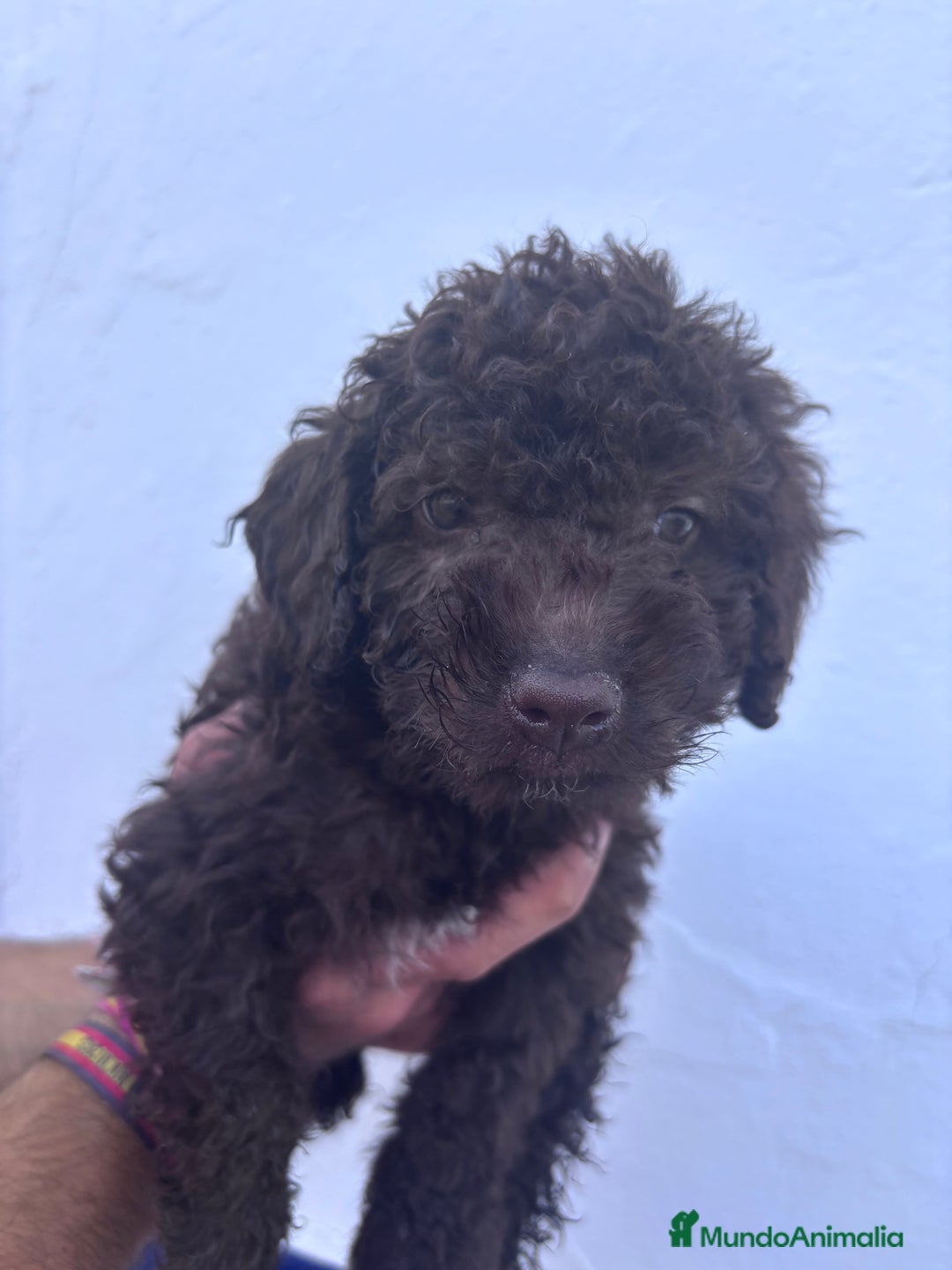 Perro de Agua Español perros en venta: Excelente camada disponible! - Imagen 5