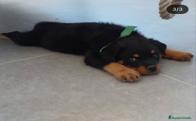 Rottweiler perros - Anuncio 1