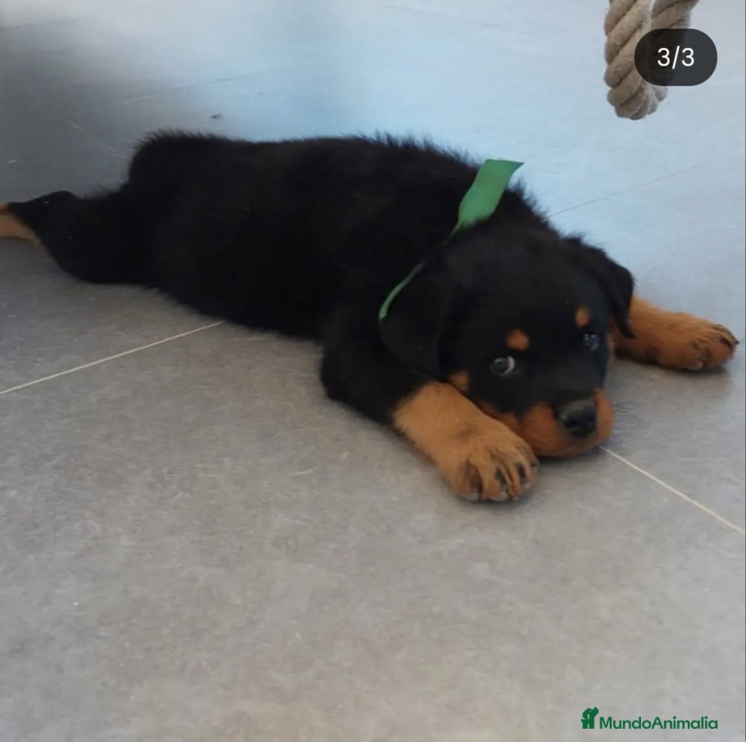 Rottweiler perros en venta: Cachorros rottweiler  - Imagen 1