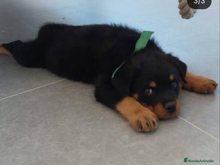 Rottweiler perros - Anuncio 1
