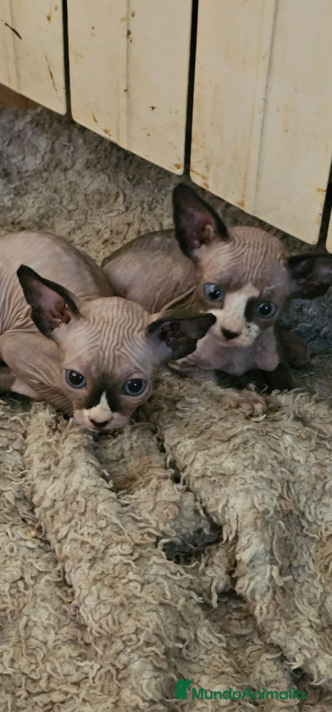 Sphynx gatos en adopcion: GATITO SPHYNX  - Anuncio 4