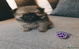 Pomerania perros en venta: ⚜️Pomerania ositos Boo toy - Imagen 1