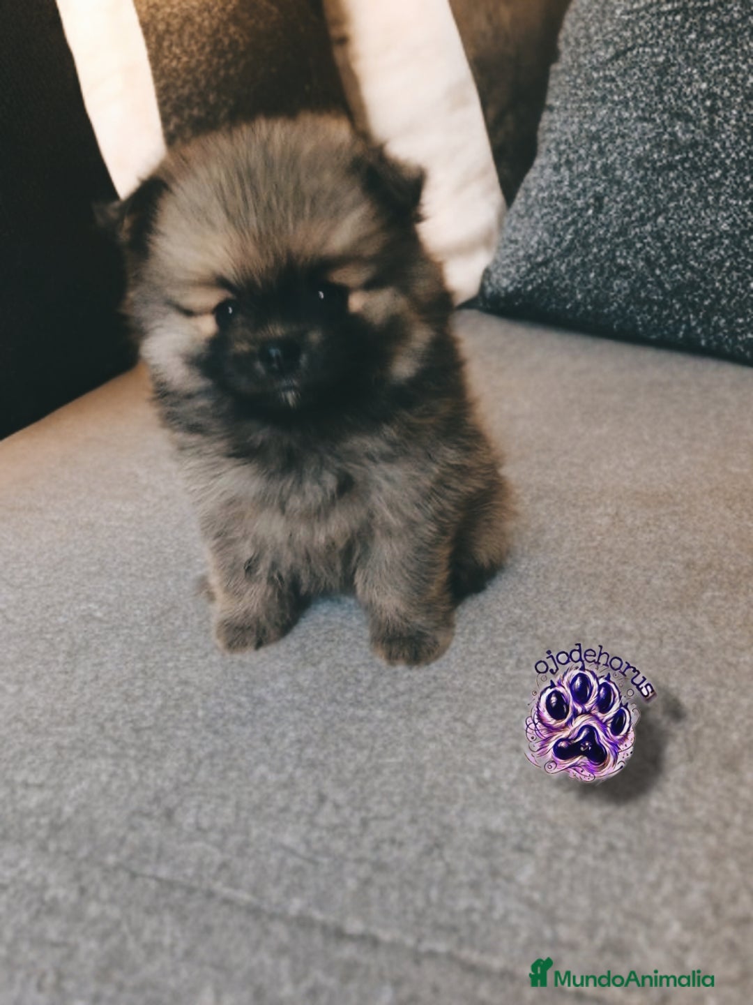 Pomerania perros en venta: ⚜️Pomerania ositos Boo toy - Imagen 1