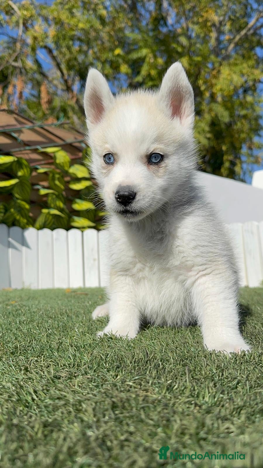 Husky Siberiano perros HUSKY SIBERIANO - Anuncio 7