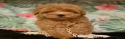 Maltipoo perros en venta: Maltipoo macho  - Anuncio 4