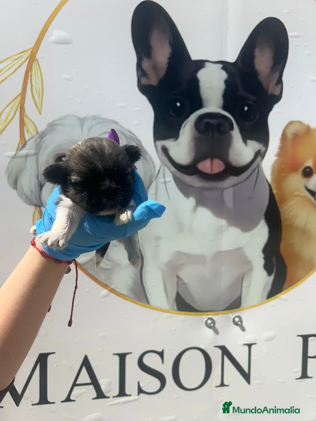 Shih Tzu perros en venta: CAMADA DE SHIHTZU PARA RESERVAR  - Anuncio 2