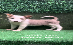 Border Collie perros en venta: BORDER COLLIE color lilac - Imagen 22