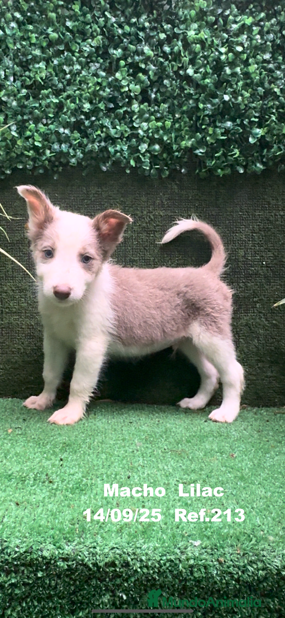 Border Collie perros en venta: BORDER COLLIE color lilac - Imagen 22