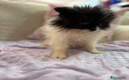 Pomerania perros en venta: Poo pomerania MICRO TOY  - Imagen 10