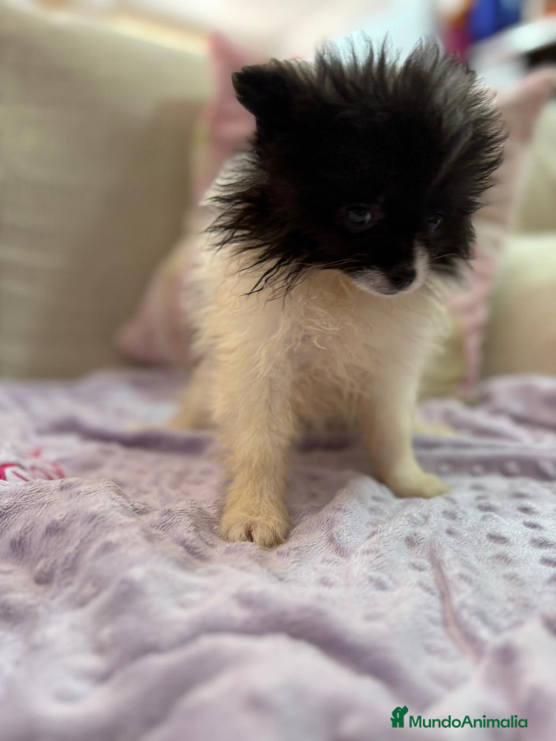Pomerania perros en venta: Poo pomerania MICRO TOY  - Imagen 10