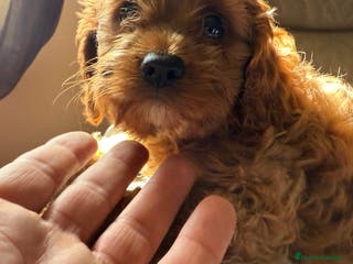 Cavapoo perros Camada cachorros raza Cavapoo en Granada - Anuncio 4