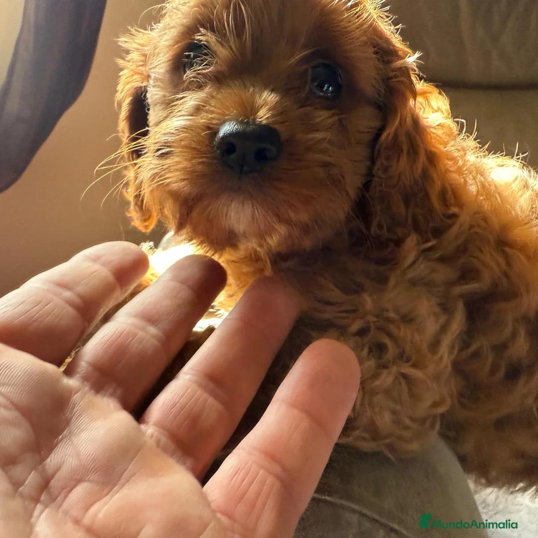 Cavapoo perros en venta: Camada cachorros raza Cavapoo en Granada - Anuncio 1