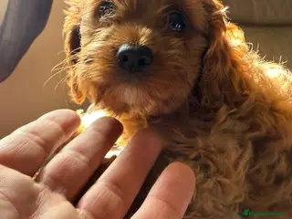 Cavapoo perros Camada cachorros raza Cavapoo en Granada - Anuncio 3