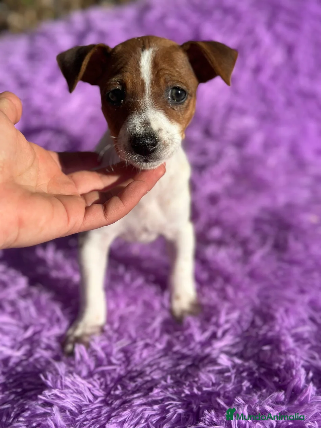 Jack Russell Terrier perros en venta: Jack russell pata corta - Anuncio 9