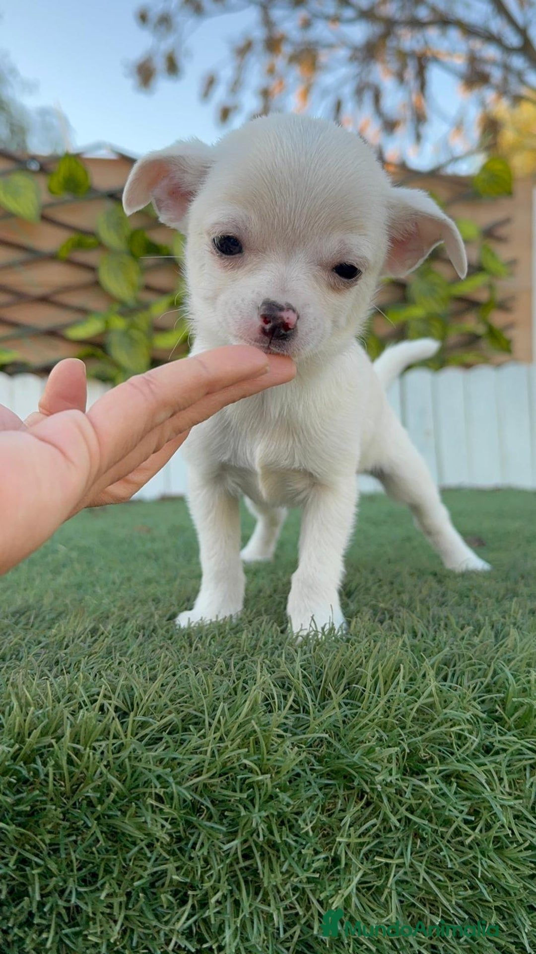 Chihuahua perros en venta: CHIHUAHUA MACHO - Anuncio 9