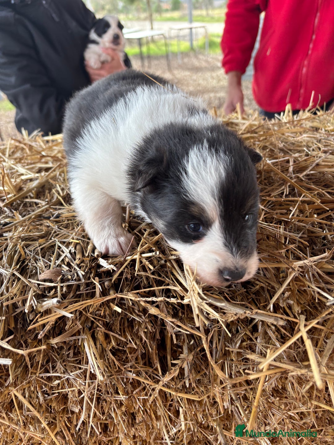 Border Collie perros en venta: Linda hembra de Border  collie  - Anuncio 13