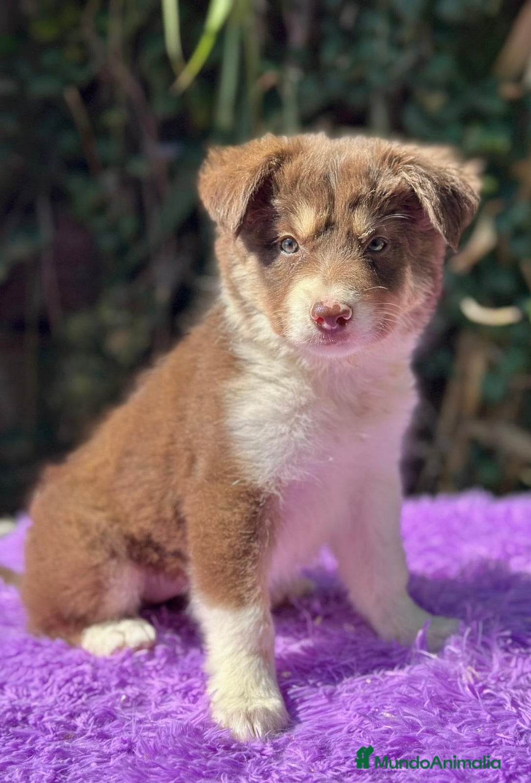 Border Collie perros en venta: Border collie tricolor  - Imagen 1