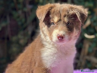 Border Collie perros - Anuncio 11