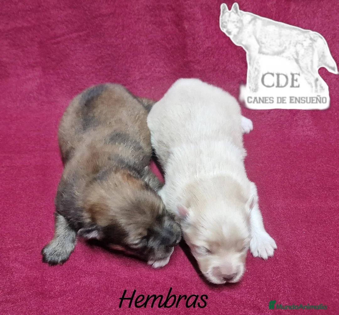 Pomerania perros en venta: Pomeranias hembras - Anuncio 2
