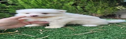 Pomerania perros en venta: Pomerania carita de oso  - Anuncio 3