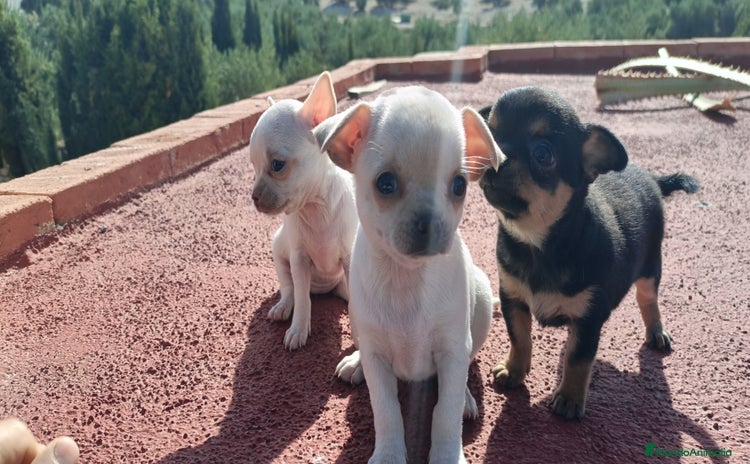 Chihuahua perros - Anuncio 1